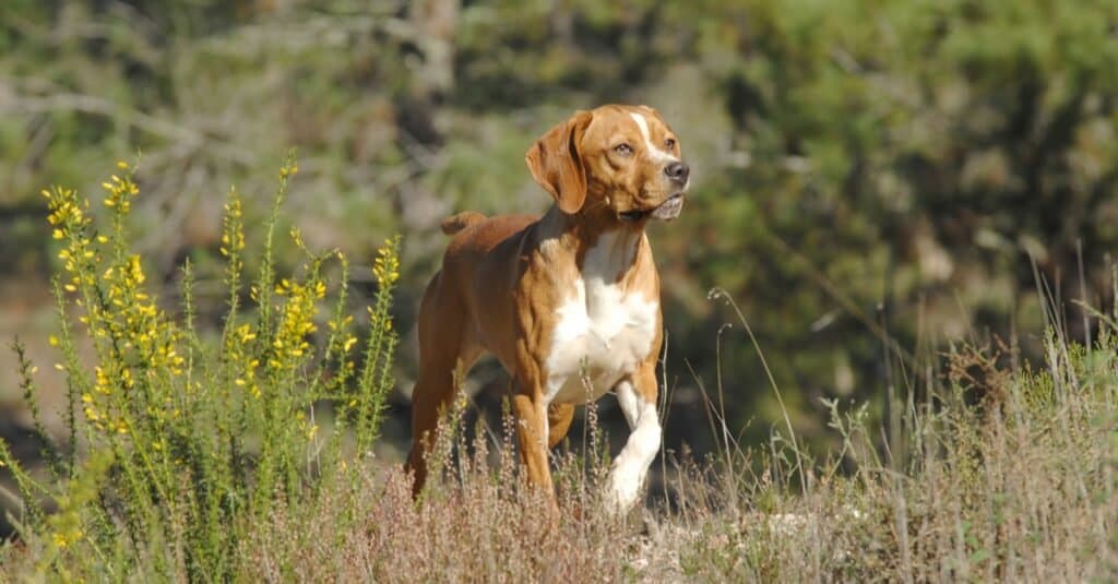 Types of pointer dogs