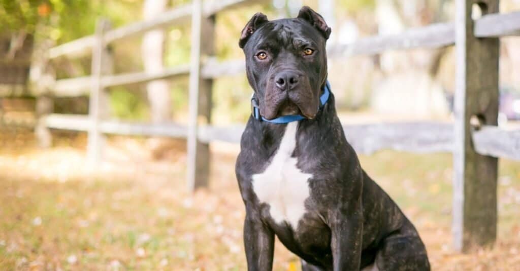 Presa Canario VS Cane Corso: What Are The Key Differences? - A-Z Animals