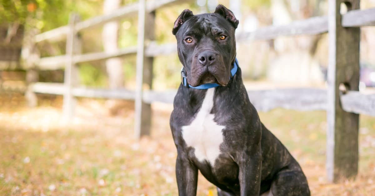 A black brindle Fila Brasileiro is sitting in front of a stone