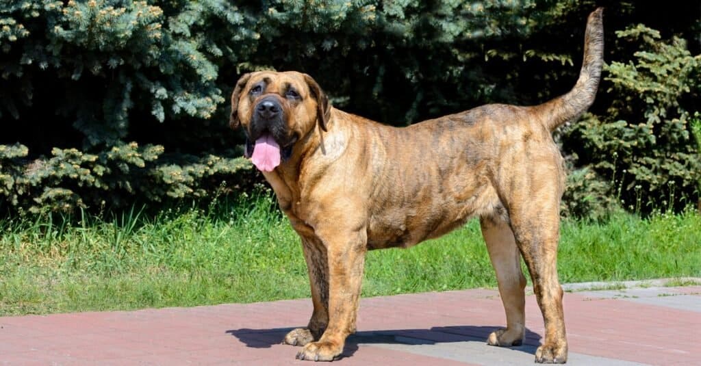 Perro De Presa Canarios in the city park.