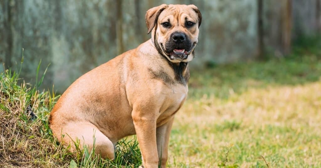 is the perro de presa mallorquin considered aggressive