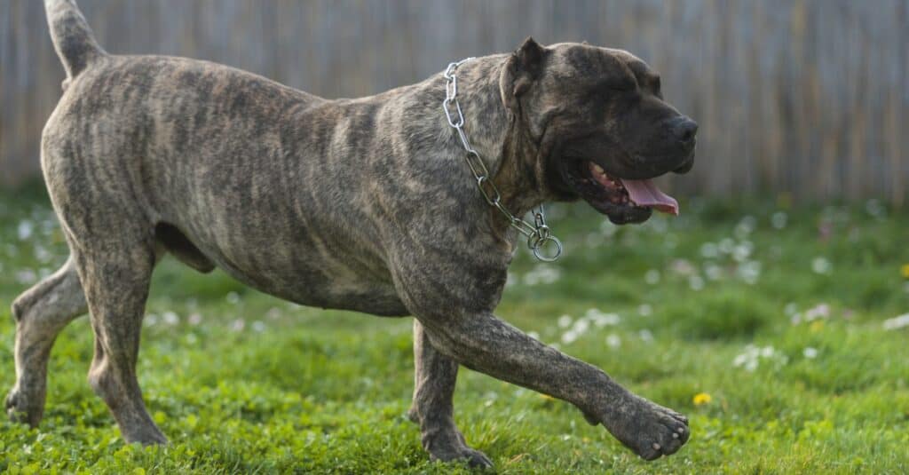 Perro De Presa Canarios running in the garden.