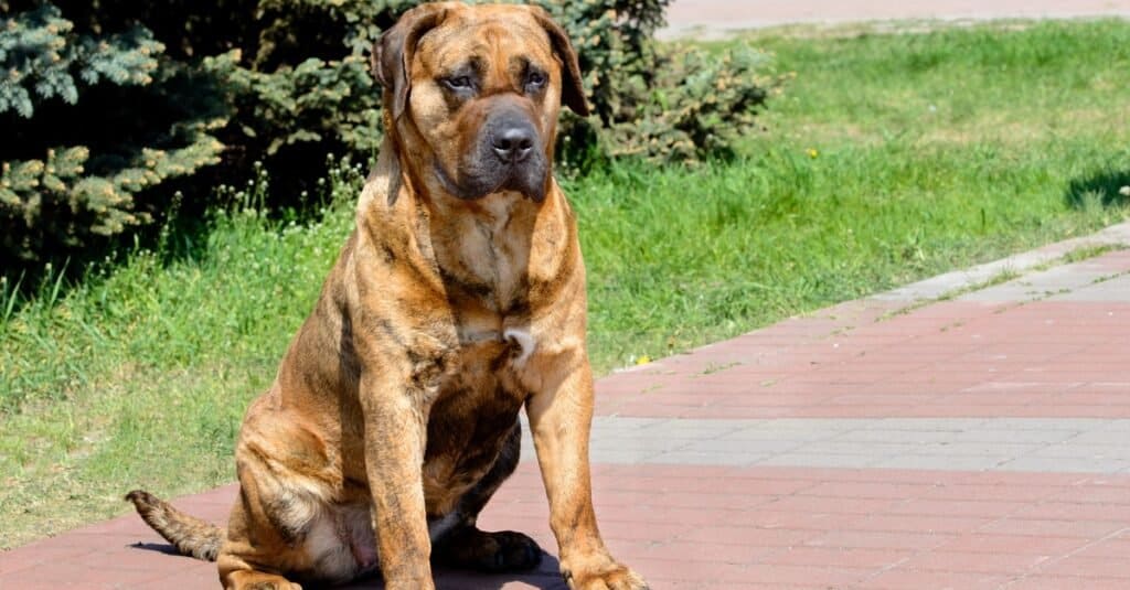 Perro De Presa Canarios resting in the park.