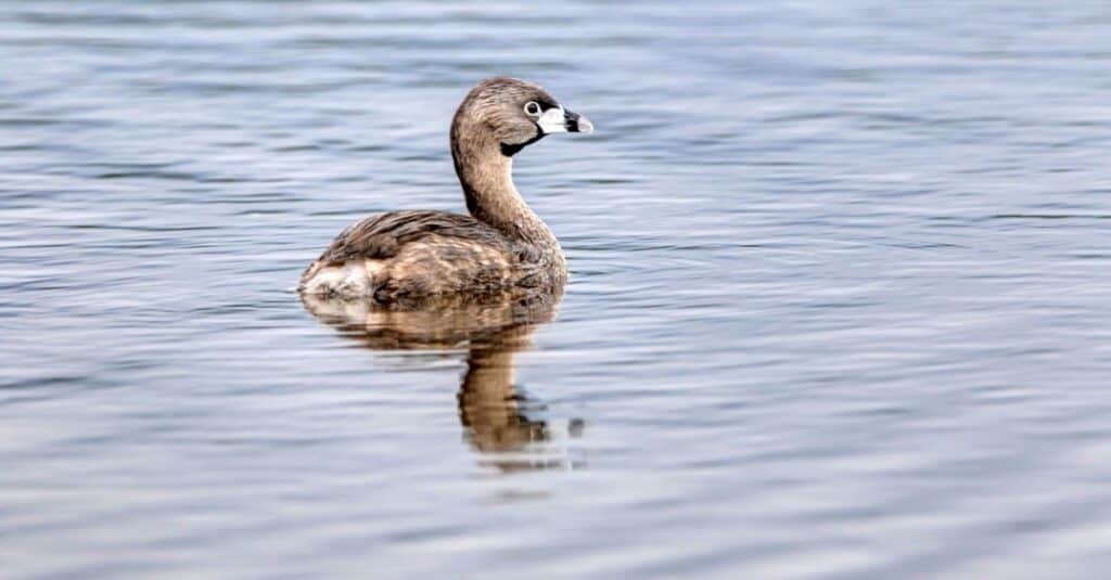 Birds that look like ducks: Pied-billed Grebe