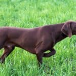 A young muscular brown German Short-haired Pointer is standing in a point in the field among the green grass. 