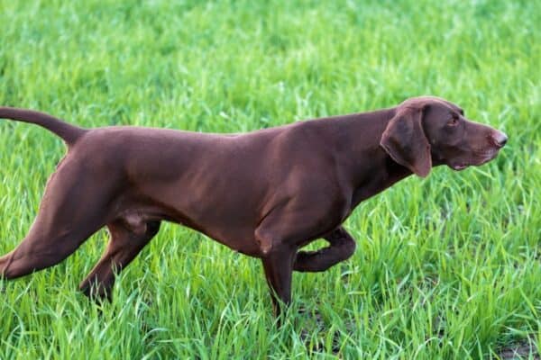 A young muscular brown German Short-haired Pointer is standing in a point in the field among the green grass. 