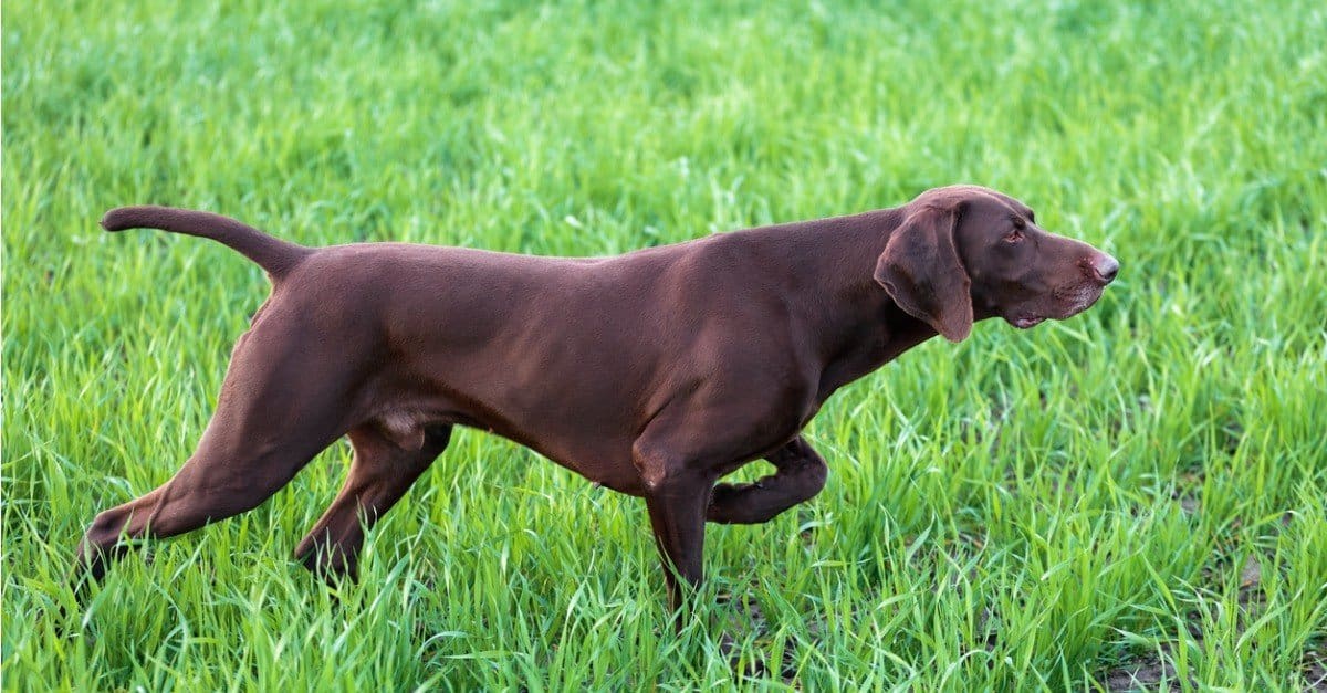 10 Incredible German Shorthaired Pointer Facts - AZ Animals