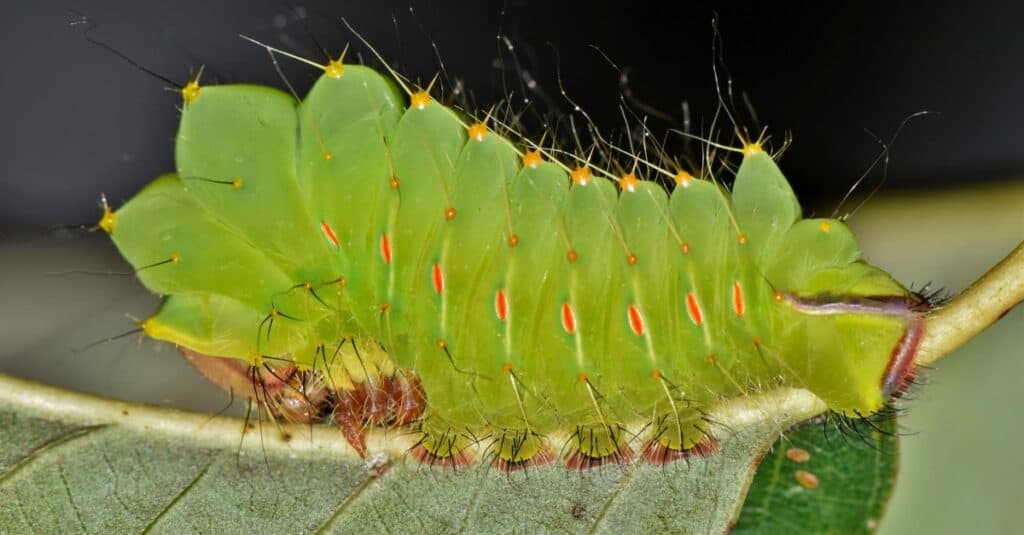 A young Polyphemus caterpillar (Antheraea polyphemus) on the back of an Oak leaf. This one is in an early instar stage and has a lot of growing to do before becoming a beautiful moth.