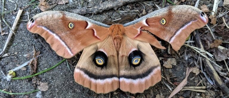 Polyphemus moth on ground