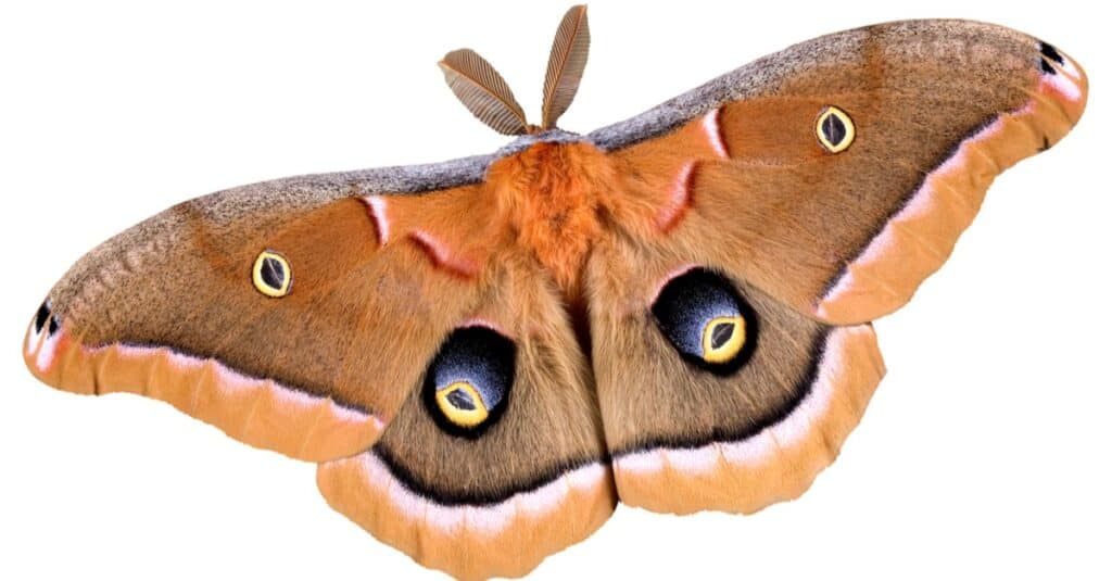 A Polyphemus moth isolated on a white background.