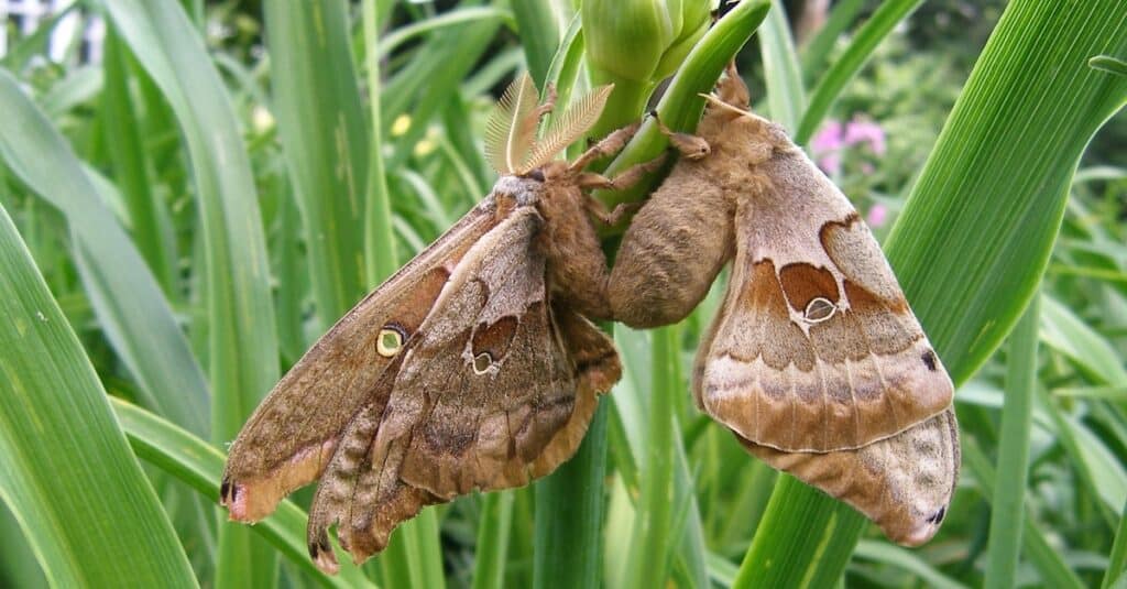 Two Polyphemus moths mating in a garden.