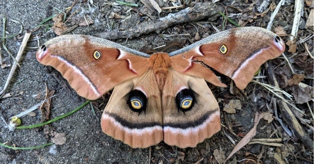 The Polyphemus moth, one of the giant silk moths of North American, shows the bright eyespots on its hindwings which is used to deter predators.