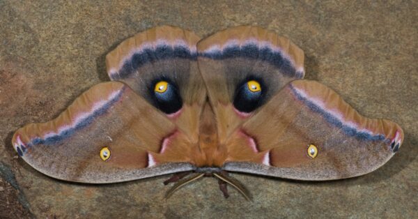 Polyphemus Moth Insect Facts | Antheraea Polyphemus - Wiki Point