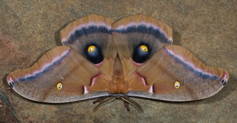 Male Polyphemus moth (Antheraea polyphemus). Eyespots on hind wings are often covered by front wing and then revealed suddenly in attempt to startle predators.