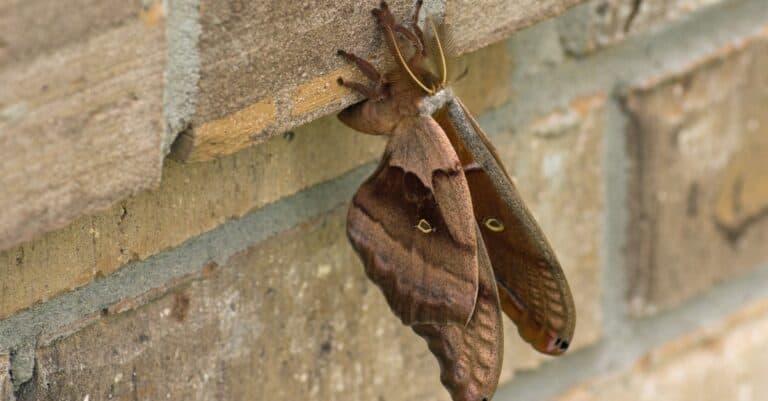 Polyphemus moth or silk moth on a brick wall.