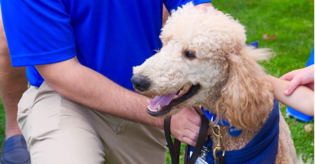 9 Types of Service Dogs - A-Z Animals