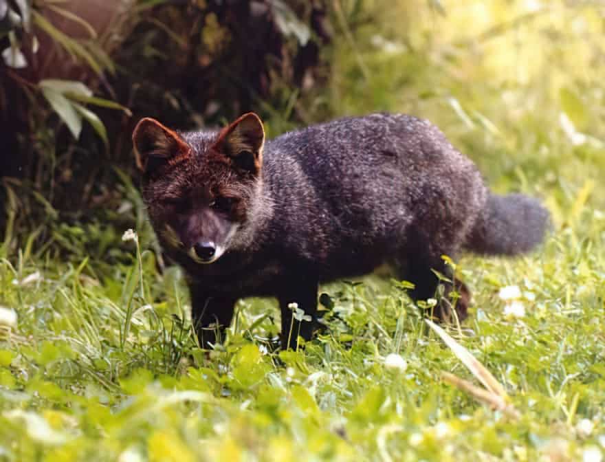 Darwin's fox