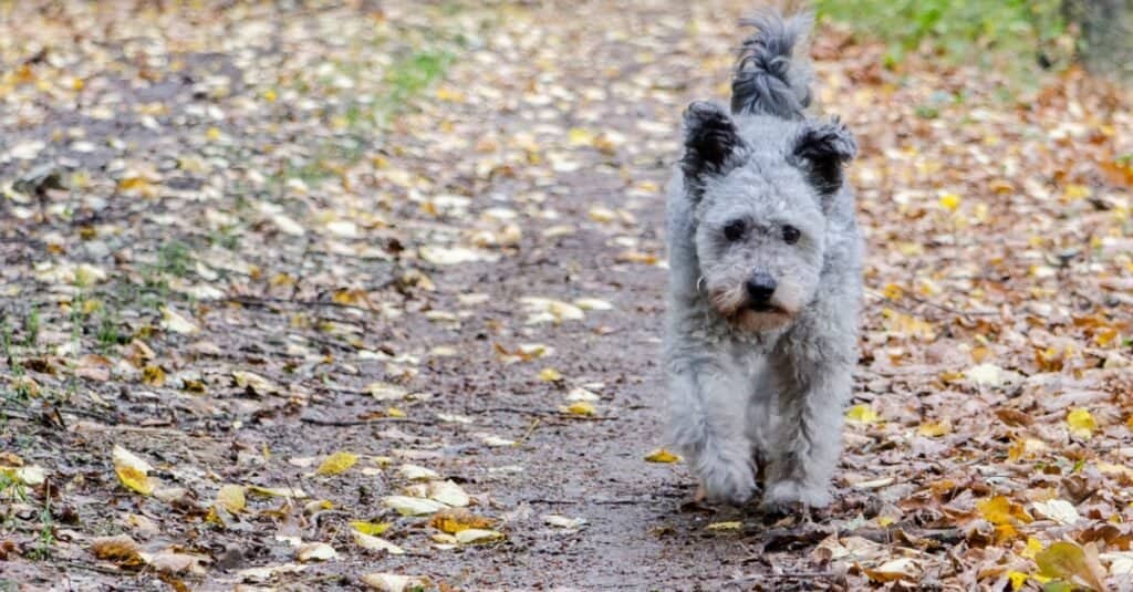 Pumi running down a path covered in leaves