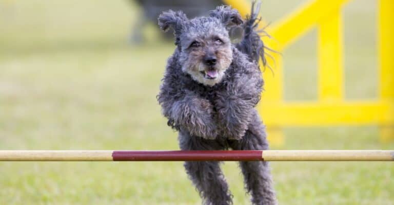 Pumi jumping over an obstacle on an agility course.