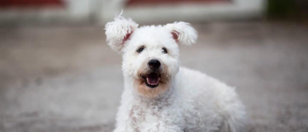 Pumi close-up