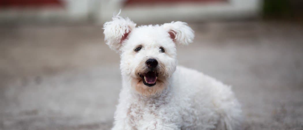 Pumi Dog Breed Complete Guide - AZ Animals
