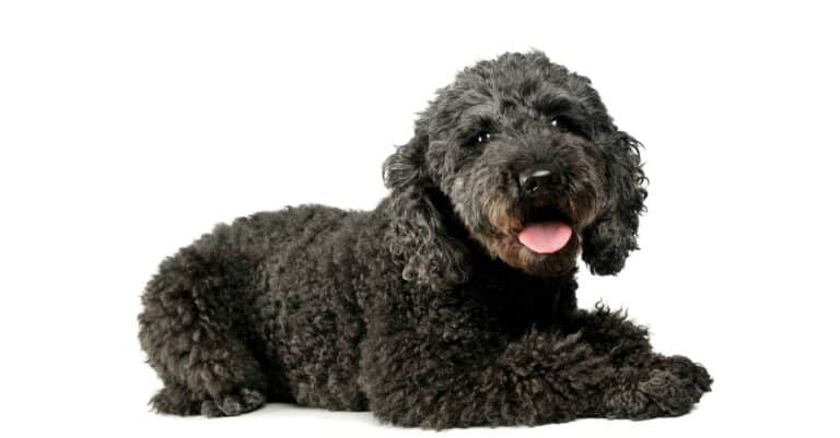 Pumi isolated on white background.