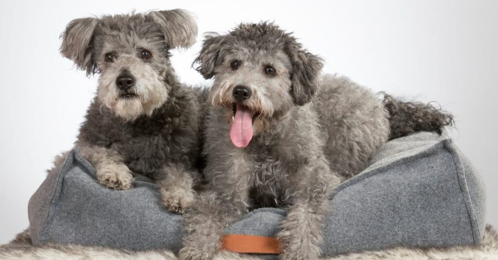 Two Pumi dogs lying on a dog matress.