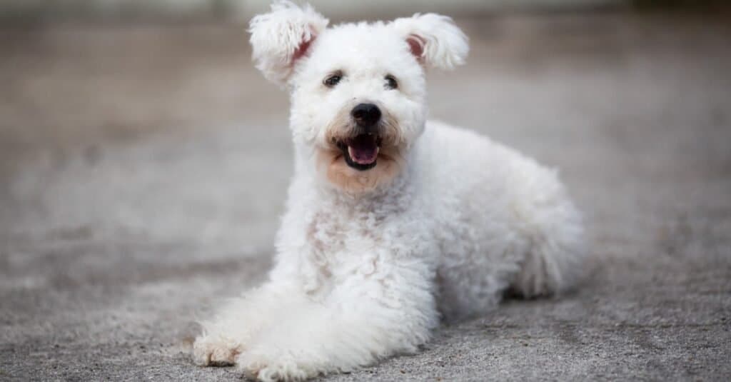 Happy Hungarian Pumi outdoors.