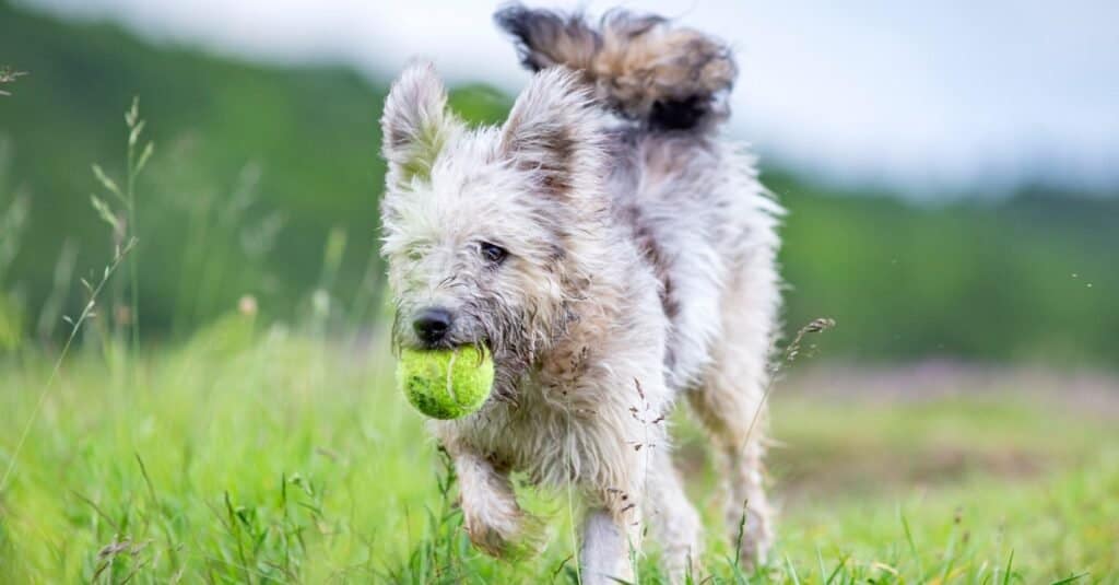 are bones easily digested by a pumi