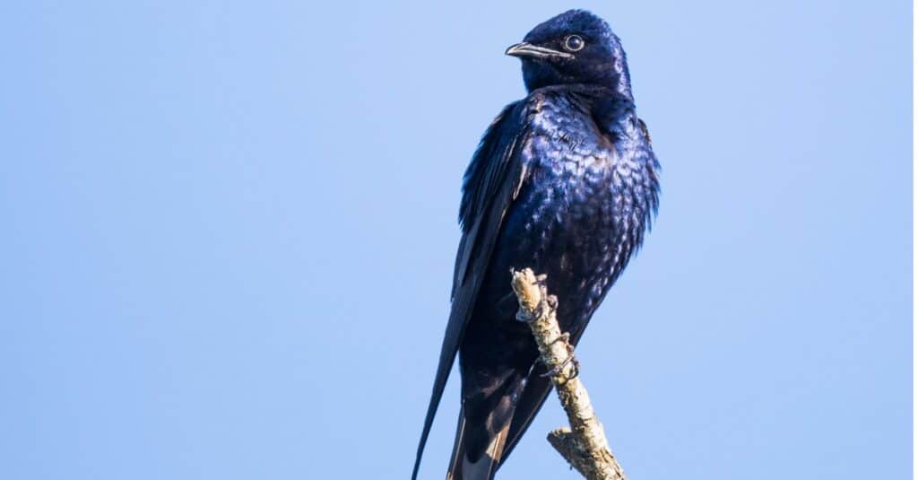 Birds that eat bees: Purple Martin