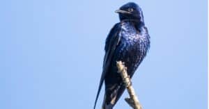What Do Purple Martins Eat? Picture
