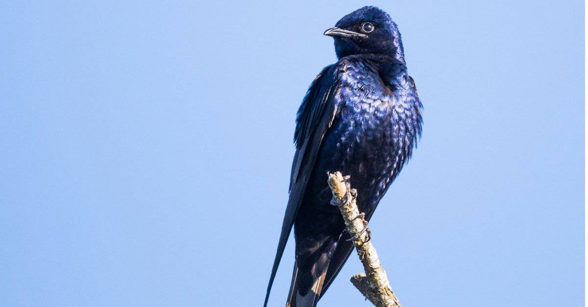 20 Beautiful Types Of Birds in Kansas