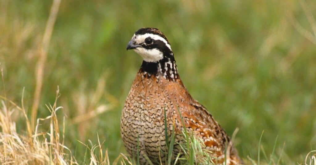 Birds that eat ticks: Quail