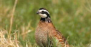 Quail Meat: Discover the Many Health Benefits of Eating Quail Meat Picture