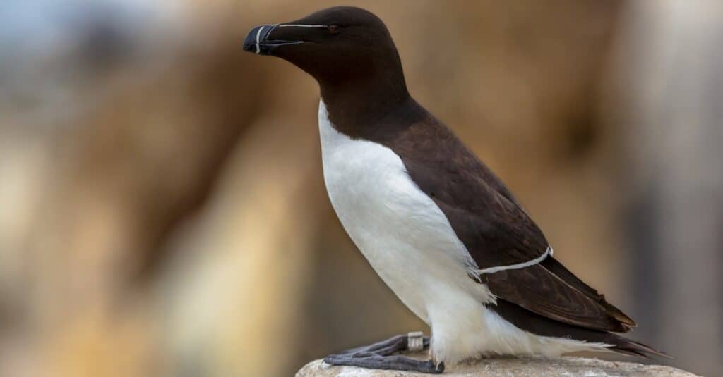 Birds that look like penguins: Razorbill