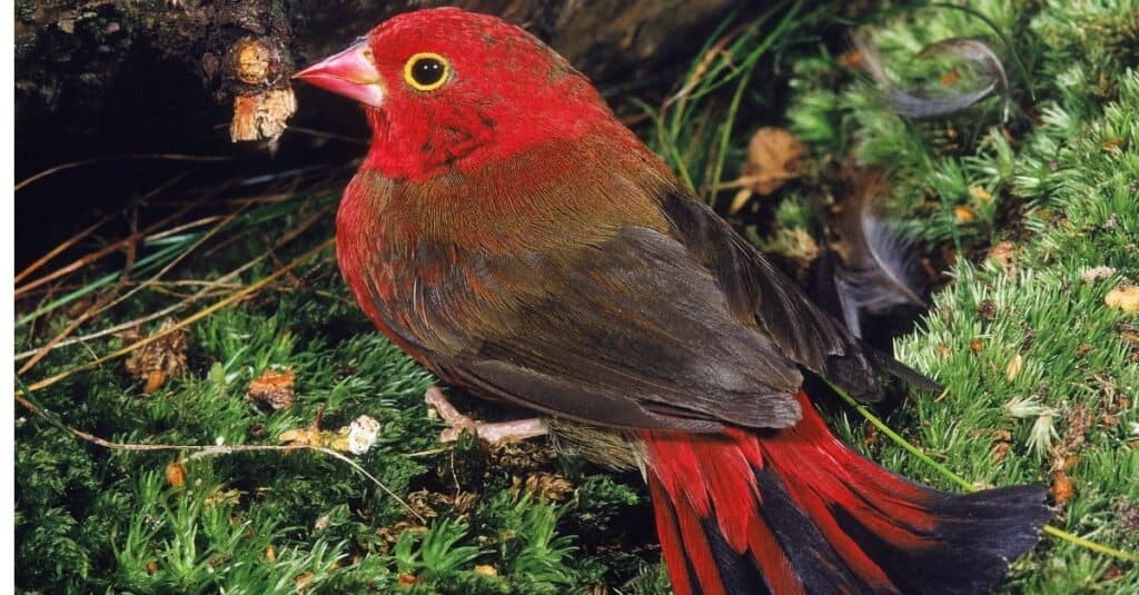 Birds that are red: Red-Billed Firefinch