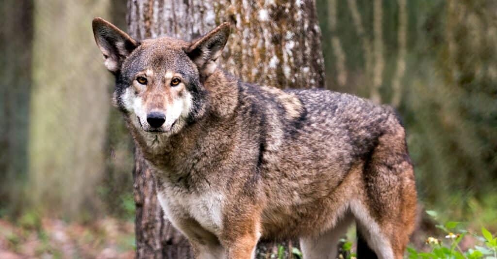 Red Wolf