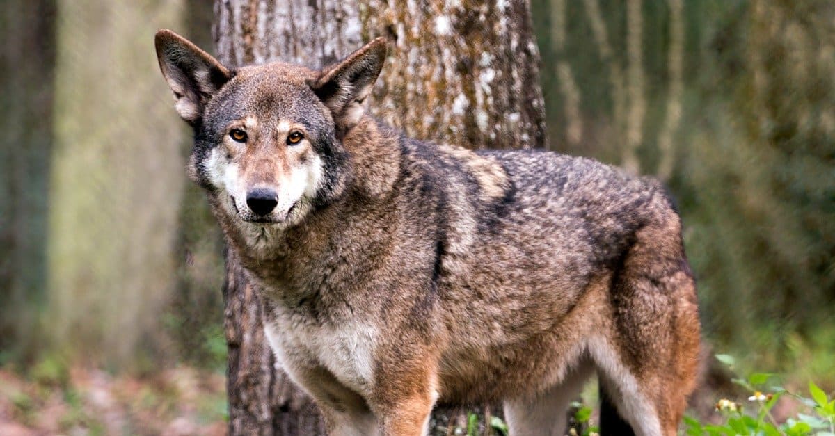 Red Wolf Animal Facts - Canis lupus rufus - A-Z Animals