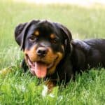 Rottweilers once pulled carts filled with butchered meat. 
