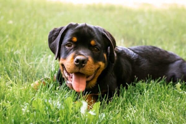 Rottweilers once pulled carts filled with butchered meat. 