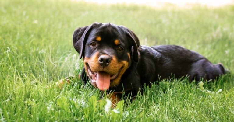 Rottweiler pup laying outside in grass