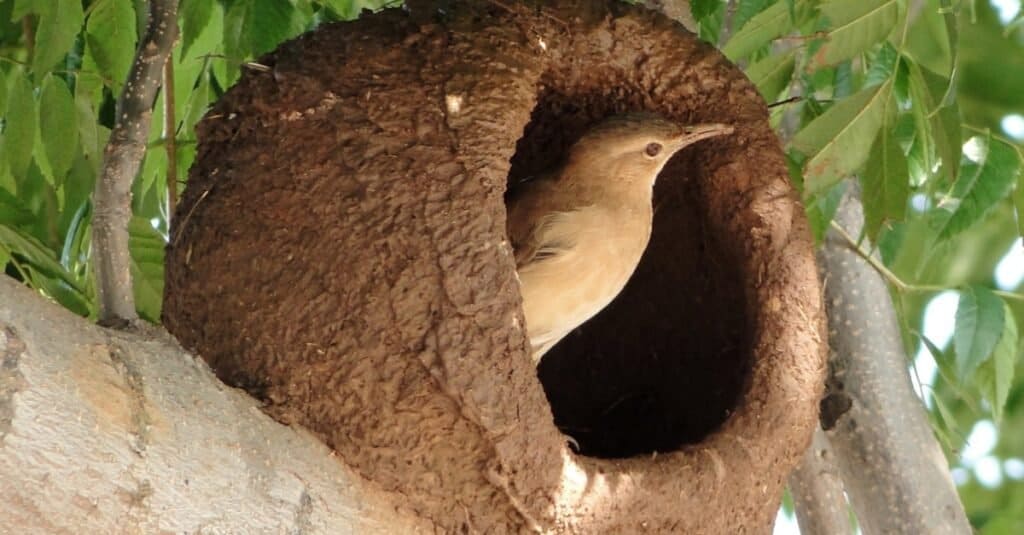 Rufous hornero, ovenbird, creates a nest like an oven