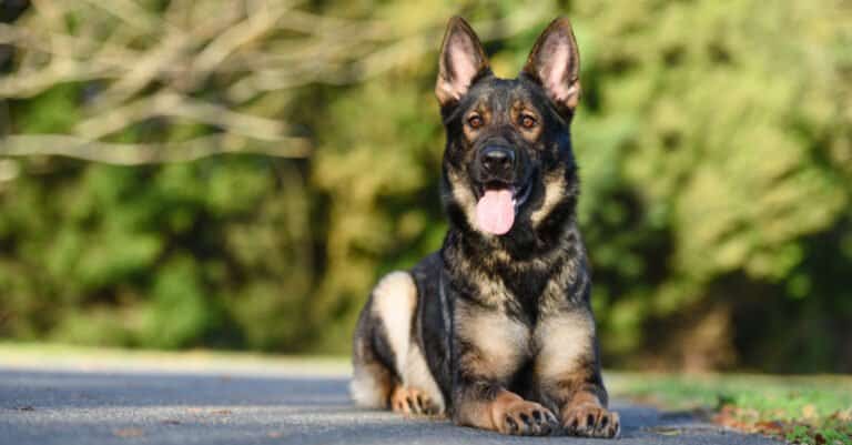 Sable Black German Shepherd with ears up and tongue out