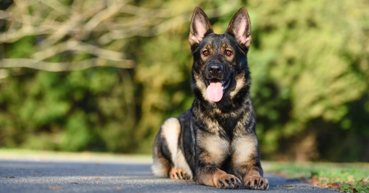 how much are sable german shepherds
