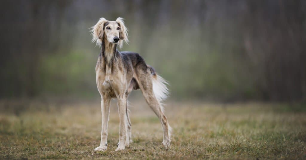 Saluki standing in an open field