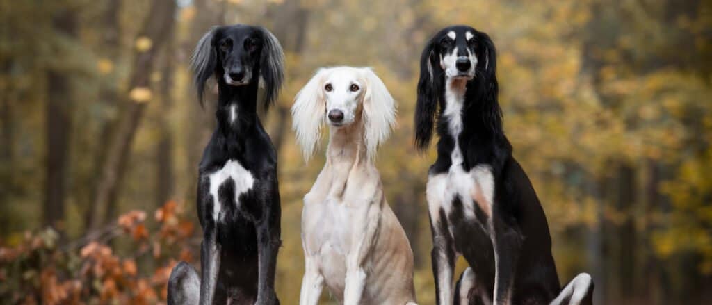 three Salukis sitting together