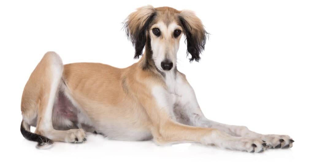 isolated Saluki