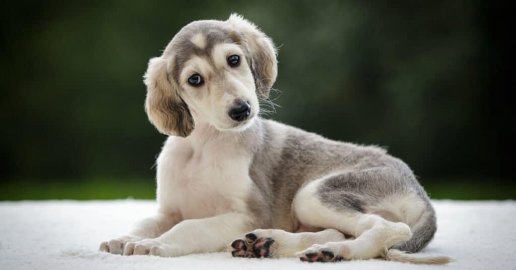 Saluki puppy tilting its head