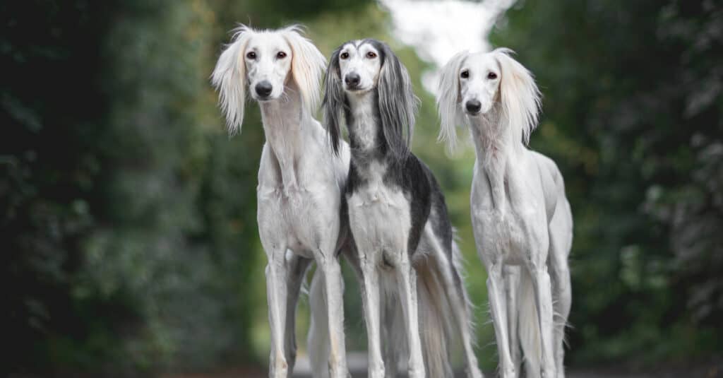 are saluki good with kids