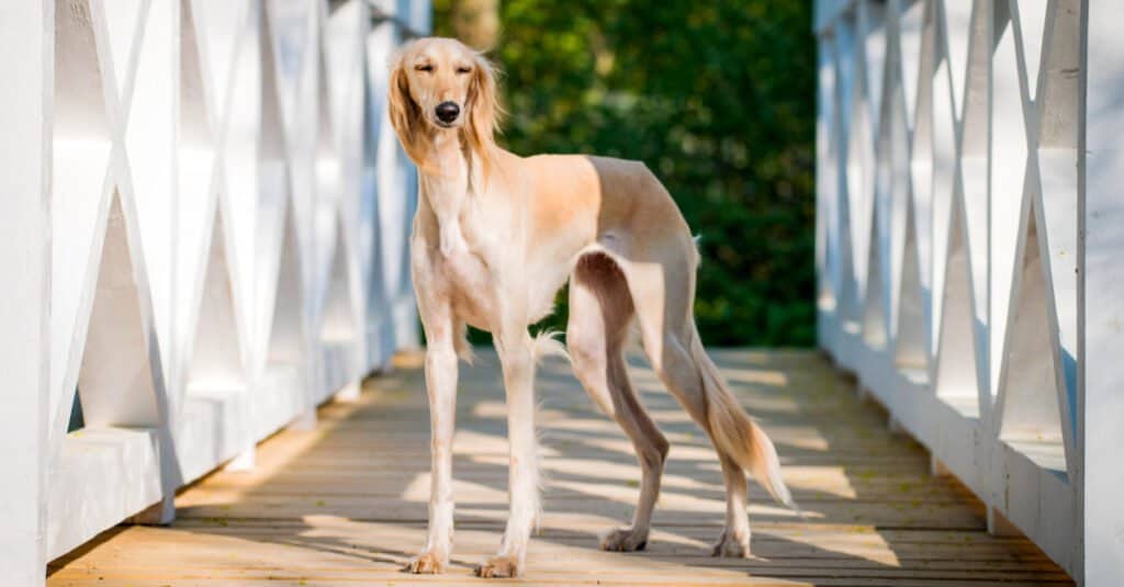 Saluki standing on a bridge